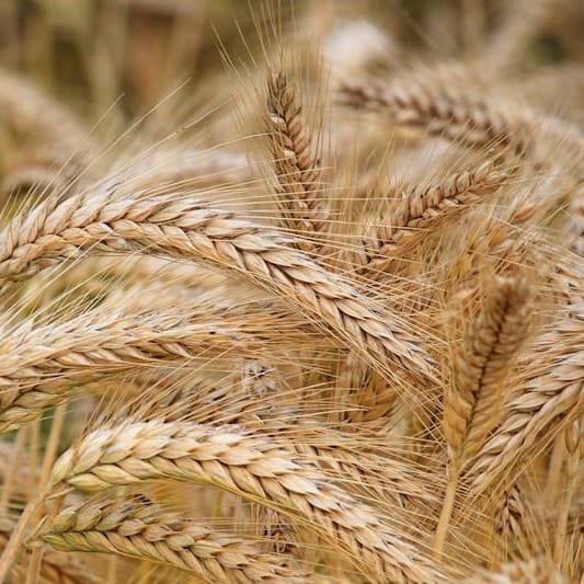 Wheat Whole